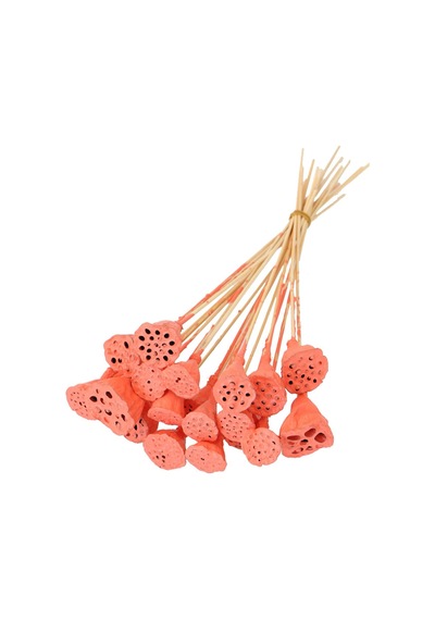 20 Adet Bambu Şiş Saplı Mini Lotus Plant Somon Gerçek Lotus