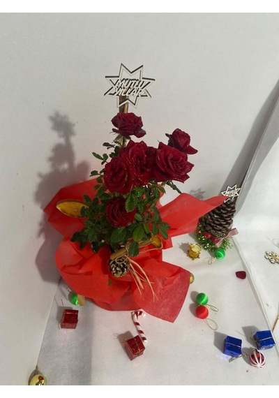 Yılbaşına Özel Süslemi Kırmızı Renk Bodur Gül 30-40cm Kozalak-portakal Dahil