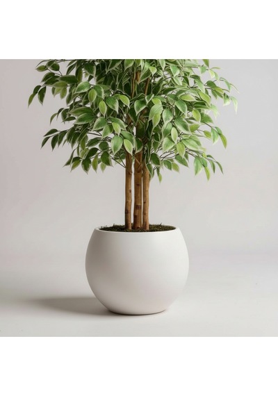 Yapay Ficus Ağaç 150 Cm Beyaz Küre Saksı Yeşil