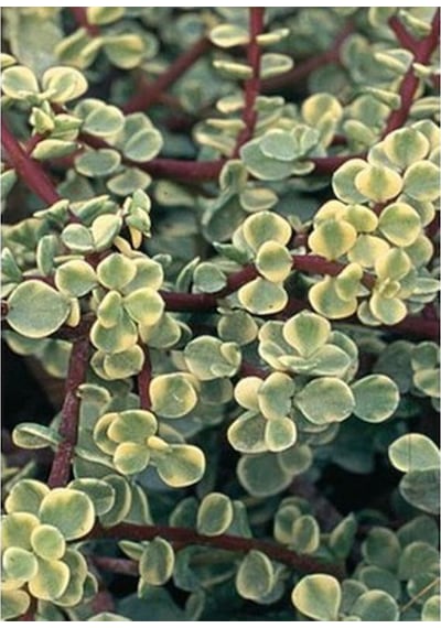 Videolu 1 Adet Para Çiçeği Fidanı 15-35cm Saksılı Money Plant