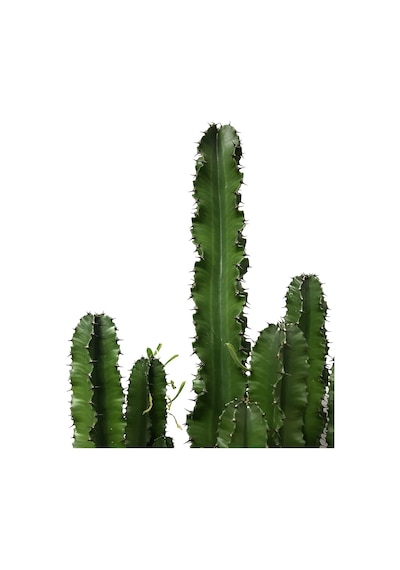 Euphorbia Ingens Kaktüs Ø24 Cm Y100-125 Cm