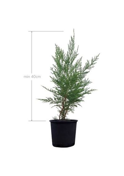 Melez Servi Leylandi Fidanı 40 Cm