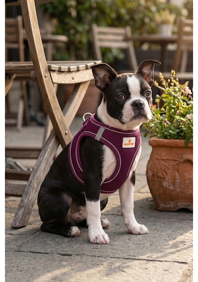 Kediler Ve Köpekler İçin Rahat, Dayanıklı Göğüs Tasması L Mor