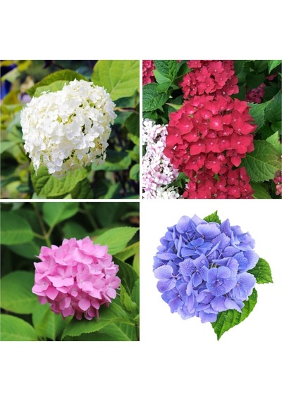 Videolu 4 Adet Kırmızı,pembe,mor,beyaz Ortanca Çiçeği Fidanı 20-35 Cm Tüplü Çiçekli Bodur Hydrangea