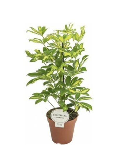 Videolu 5 Parmak Şeflera Bitkisi 60 80 Cm 1 Adet Saksılı Iç Mekan Bitkisi Schefflera