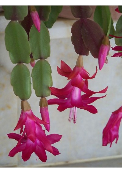 Videolu 1 Adet Pembe Renk Yılbaşı Çiçeği 10-25 Cm Tüplü Çiçekli Bodur Bitkiler Zygocactus