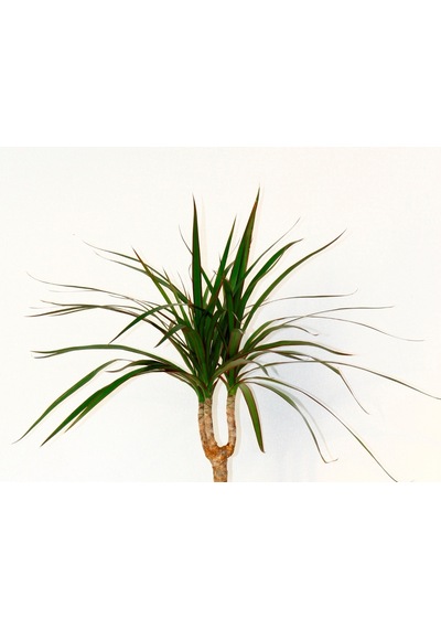 Dracaena Marginata - Ev / Ofis Bitkisi Orange Saksıda 40 Cm