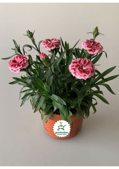 Kokulu Pembe Ebruli Karanfil Çiçeği 15-25 Cm Saksılı Bahçe Balkon Çiçeği
