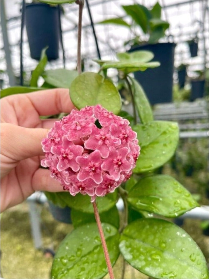 Pembe Renk Çiçek Açan Mum Çiçeği Fidanı 10-20 Cm