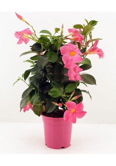 Pembe Mandevilla Sarmaşık 30 60 Cm Renkli Çiçekleriyle Yaz Boyu Açan