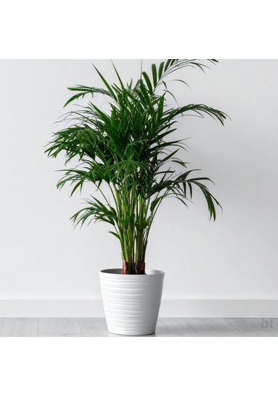 6 Yaş Areca Palmiyesi-dypsis Lutescens 180-200 Cm
