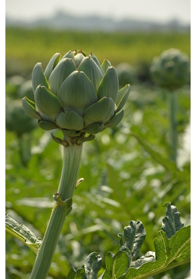 Daye Hatun Urla Enginar Sirkesi / Artichoke Vinegar
