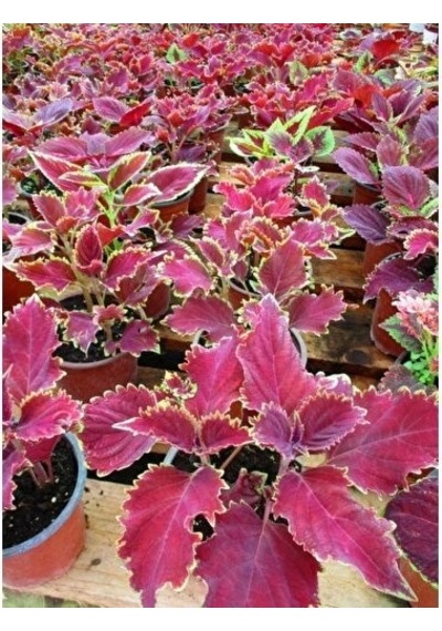 Leaf Beauty Kolyos Flower Yaprak Güzeli Kolyos Çiçeği 3 Adet