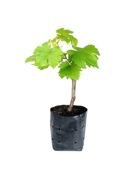 Videolu Bal Gibi Çekirdeksiz Üzüm Fidesi 30-60 Cm Tüplü Dış Mekan Ağaç Grape Seedling