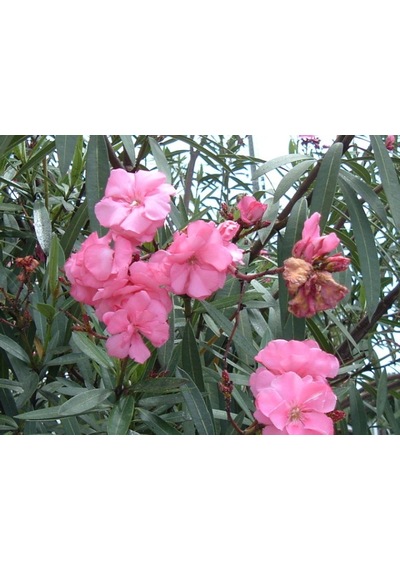 Zakkum Çiçeği Fidanı Pembe 10-20 Cm