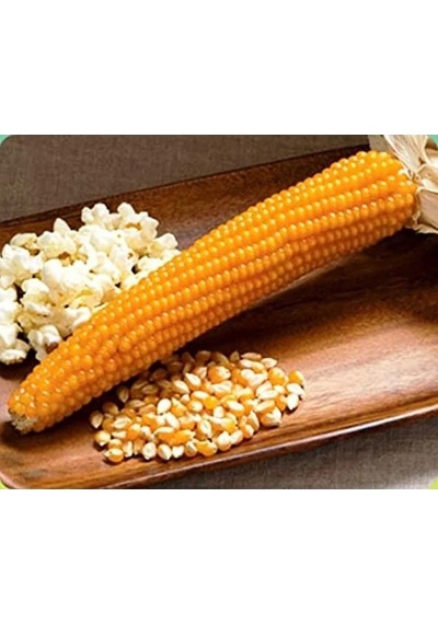 50 Adet Patlak Mısır Popcorn Tohumu, Eğlenceli Atıştırmalık