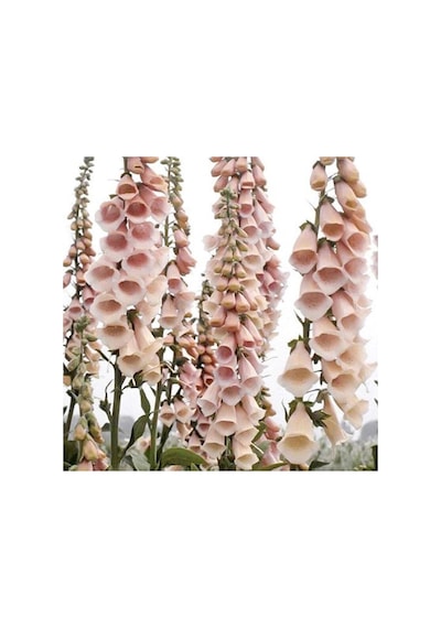 10 Adet Cottage Foxgloves Apricot Peach Digitalis Tohumu