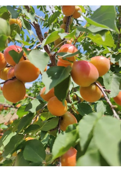 3 Yaş Orange Ruby Kayısı Fidanı