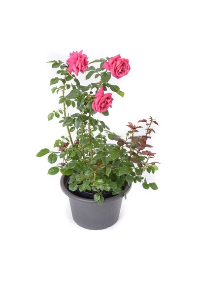 Bahçe Gülü Seti 5 Adet Kokulu Yediveren Gül Kırmızı+pembe+sarı+beyaz+turuncu 30-50cm