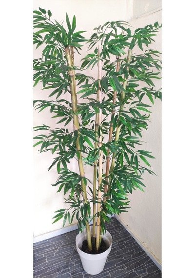 Rüzgar Çiçekcilik 170 Cm 6 Gövdeli Bambu Yeşil