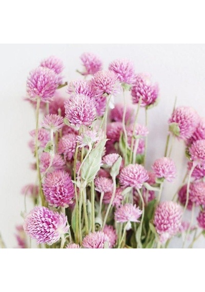 Gomphrena Globosa Pembe Medine Çiçeği Tohumu 50 Tohum N11529