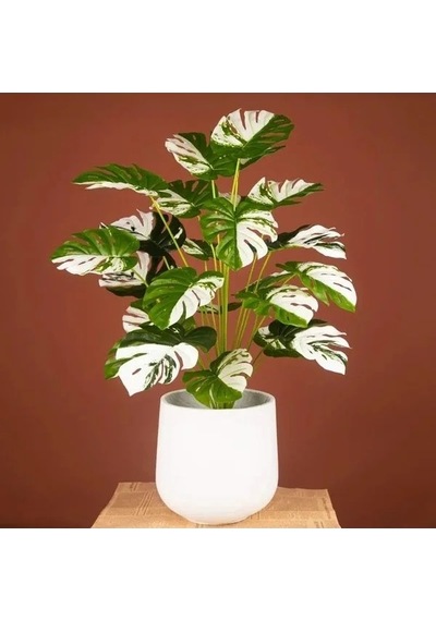70 Cm Boyunda Yeşil Beyaz Yapay Monstera Saksı Bitkisi, 12 Dal 20beyazcipso