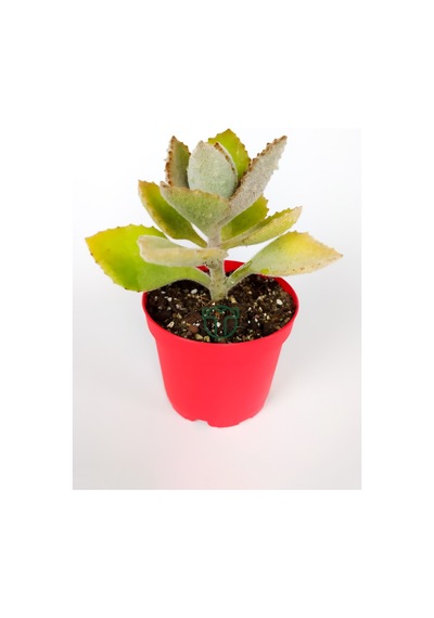 Kalanchoe Beharensis Fang Kadife Yapraklı Sukulent Keçe Bitkisi K