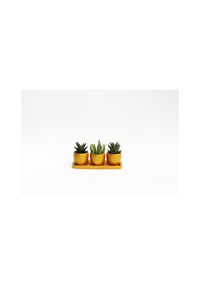 Trio Orange Sukulent Seti - Haworthia. Huernia