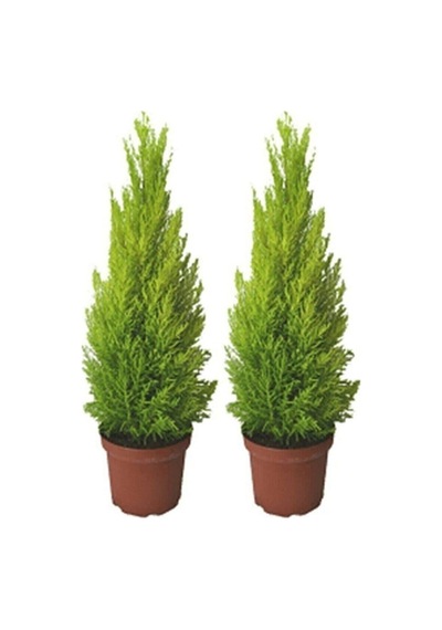 Tohumculuk Ithal Bodur Limon Selvi Bonzai Ağacı Tohumu 5 Tohum Bonsai Tohumu