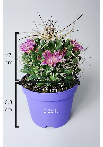 Mammillaria Magnimamma Nadir Kaktüs Özel Tür Nadide Kaktus Tekli