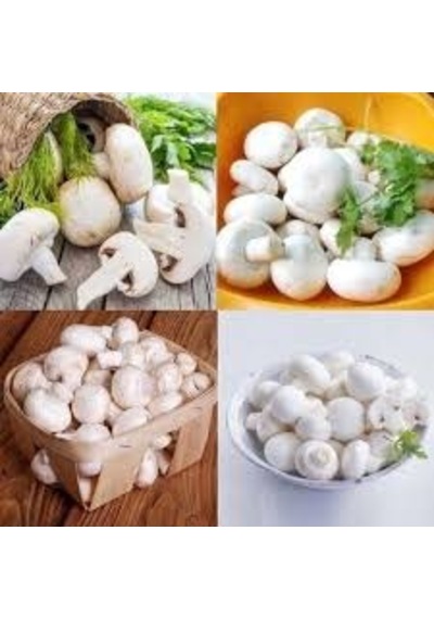 30 Adet Tohum Nadir Kültür Mantarı Tohumu Saksı Toprak Hediyelidi