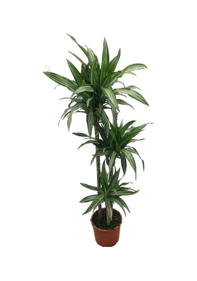Dracaena Fragrans 'warneckei' Ø24 Cm Y125-150 Cm