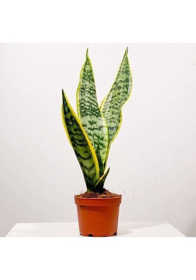 Kılıç Çiçeği Paşa Kılıcı Sansevaria Ev Bitkisi Ofis Bitki Salon Bitkisi 20-30 Cm