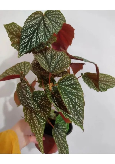 Videolu Çiçekli Çilli Begonya 1 Adet Saksılı 20-30cm Iç Mekan Ev Salon Bitkisi Begonia Corallina