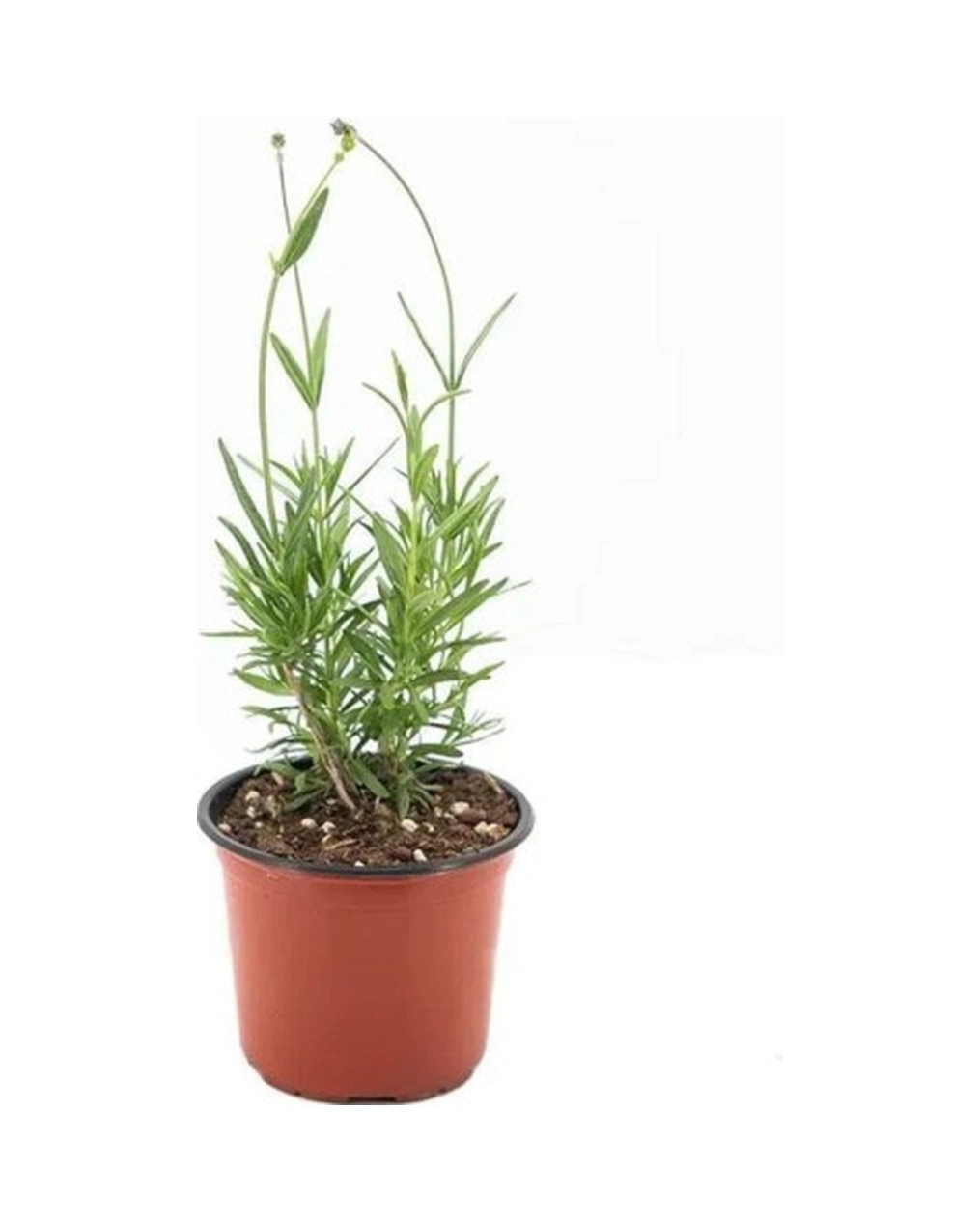 Angustifolia Aromatik Kokulu Lavanta Fidanı 1 Adet 10-20 Cm