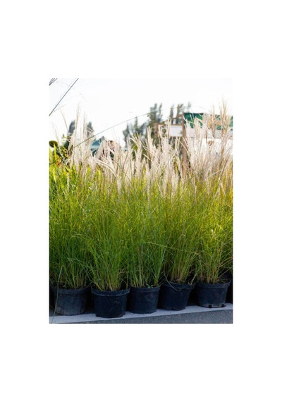 Videolu Beyaz Pampas Saz Çiçeği 60 80 Cm 1 Adet Saksılı Dış Mekan Bitkisi Cortaderia Selloana