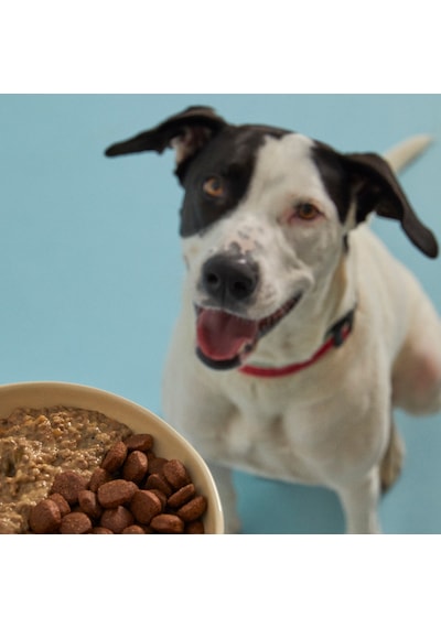 Kito Kuzu Etli Yavru Köpek Maması 2500 G + Kito Fresh Hindi Etli Köpek Yemeği 6'lı