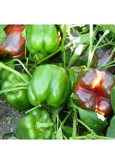 5 Adet Kırmızı Dolma Biber Fidesi