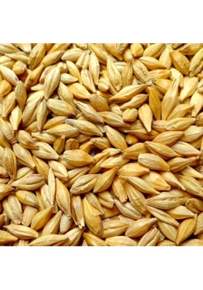 Arpa Doğal 3 Kg Arpa Tane Arpa Kuş Yemi Tavuk Hayvan Yemi  Arpa