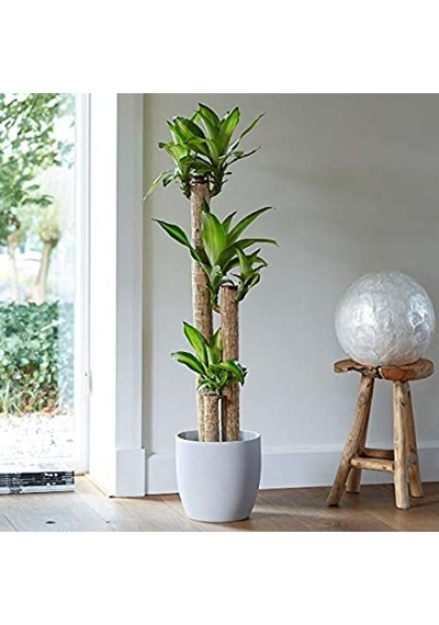 Dracena Massengena 3’lü 100-125 cm