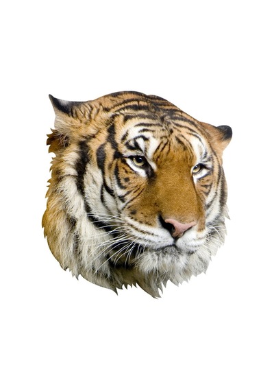 Kaplan Aile Araba Oto Sticker Yapıştırma Etiket 17Cm H1