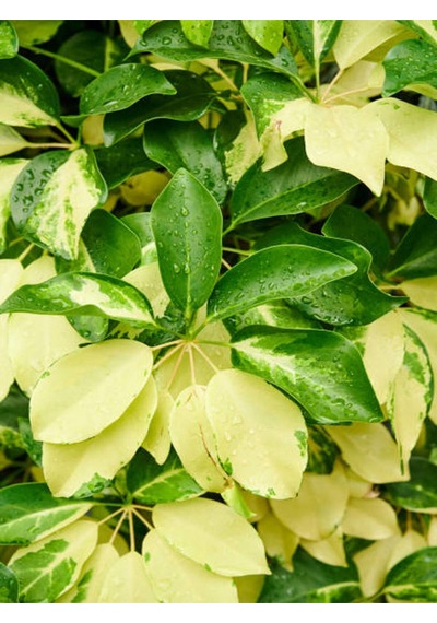Videolu Çift Dal Ofis Hediyesi Alacalı Şeflera Çiçeği 50-70 Cm Saksılı Iç Mekan Bitki Schefflera