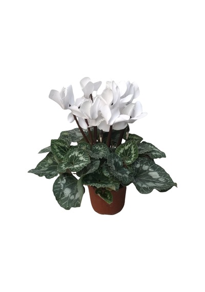 Cyclamen (Sıklamen) Çiçeği Beyaz
