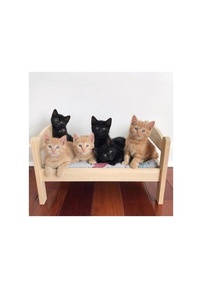 Ahsap Kedi Yatak Naturel