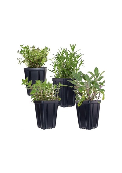 Kekik Lavanta Fidanı İkili Set 10-20 Cm