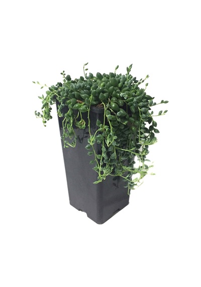 Senecio Rowleyanus (Tesbih Çiçeği) Ø10,5 CM Y15-20 CM