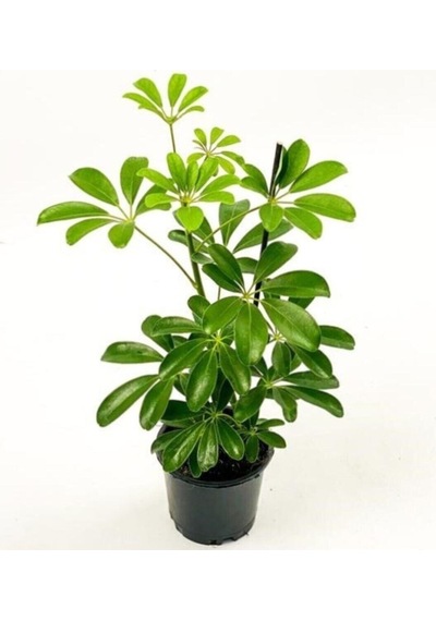Şeflera-schefflera Bitkisi 50-70 Cm