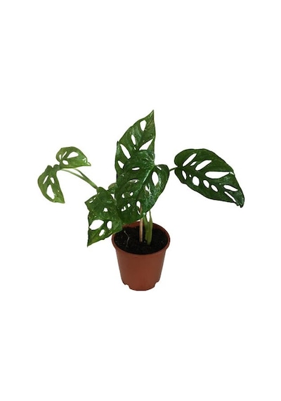 Sarmaşık Deve Tabanı Bitkisi - 30-35 Cm