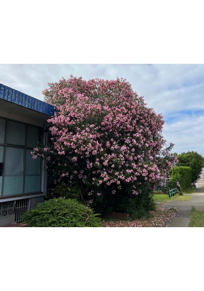 Zakkum Nerium Oleander 60-80 Cm 20 Adet