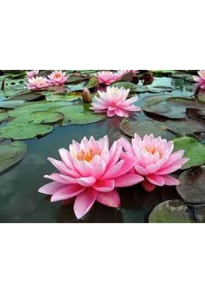 10 Adet Tohum Nadir Organik Pembe Lotus Su Çiçeği Tohumu